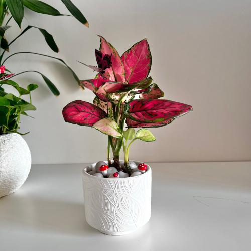 اجلونيما حمراء - حوض سيراميك