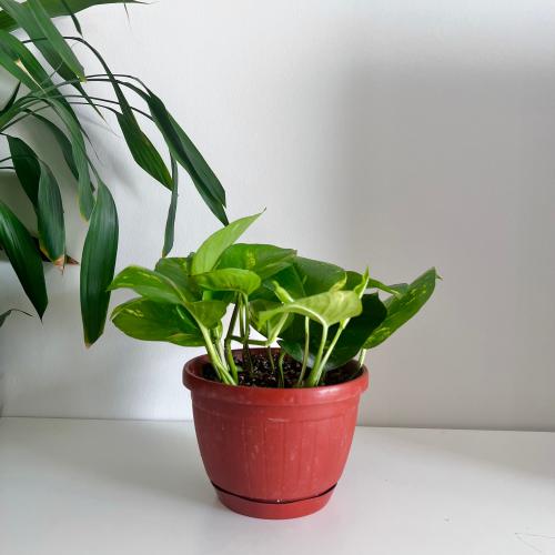 بوتس جولدن - حوض علاق 19 سم