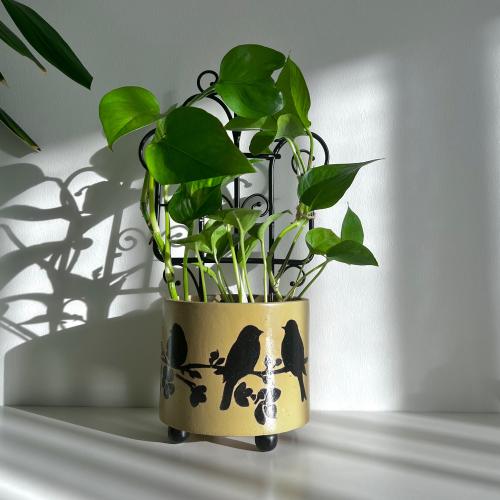 بوتس - كونكريت كناري