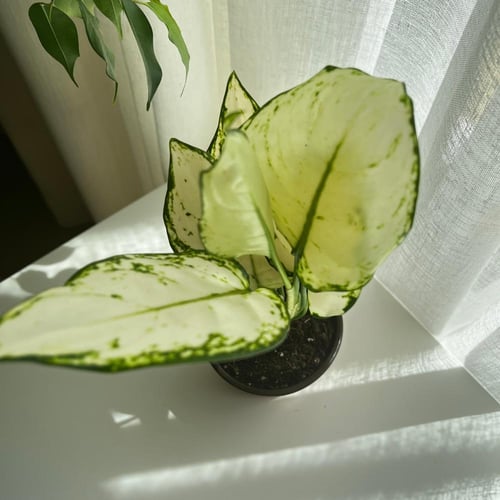 أجلونيما سوبر وايت (Aglaonema Super White)