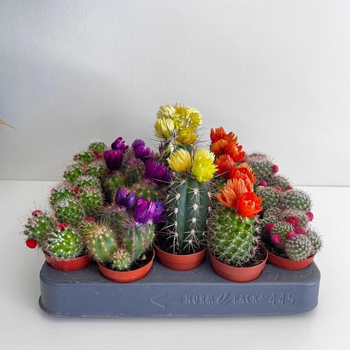 توزيعات الصبار