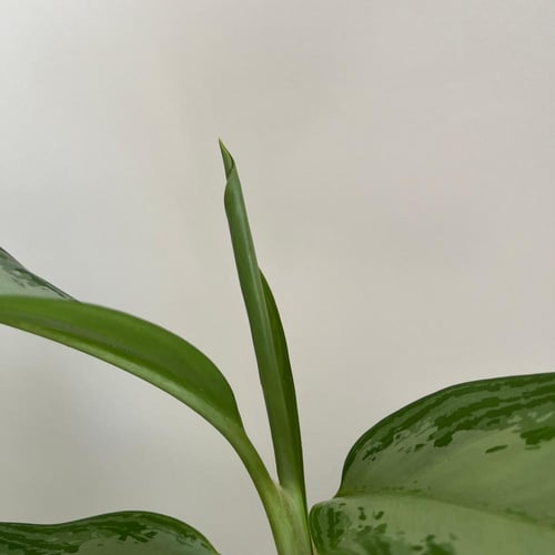 اجلونيما سلفر باي - سيراميك