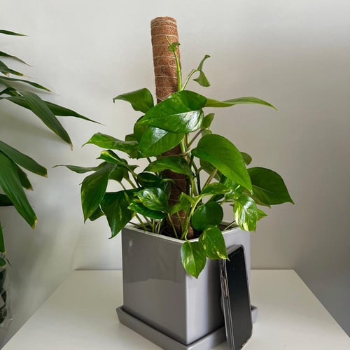 بوتس - حوض سيراميك