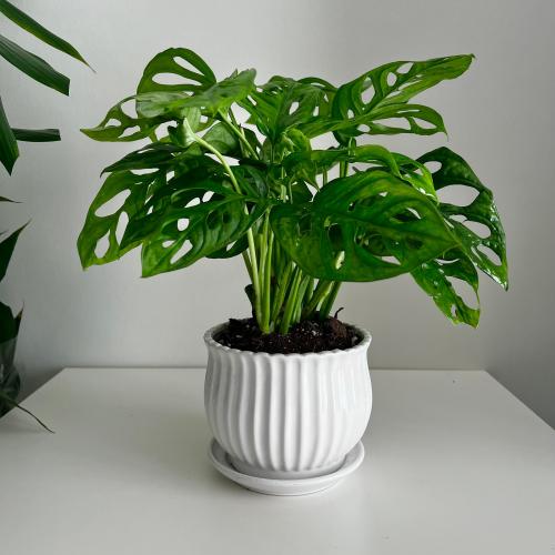 مونستيرا ادونسي - حوض سيراميك