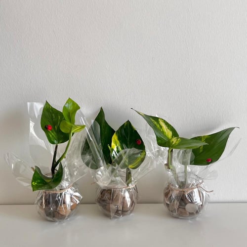 بوتس مائي - توزيعات