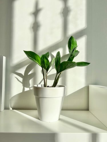 زاميا - حوض فخار