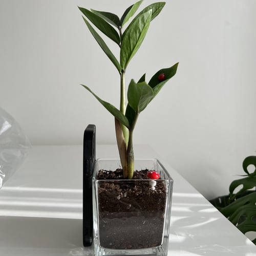 زاميا - فازة زجاج