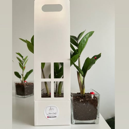 زاميا - فازة زجاج