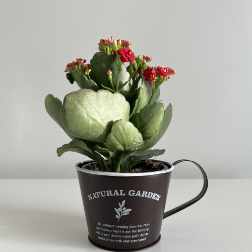 كلانشو احمر