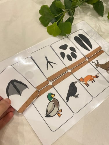 نشاط إدراكي مناسب لوحدة الرمل ، وحدة الحيوان مقاس...