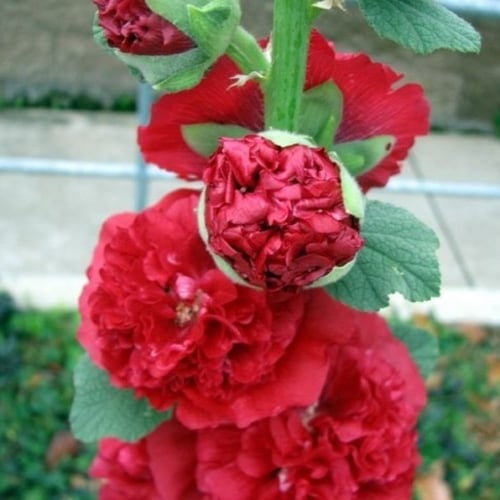 بذور زهرة الختمية المكبسة ( Alcea rosea )
