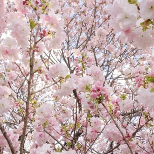 بذور شجرة ساكورا - الكرز الياباني ( Prunus serrula...