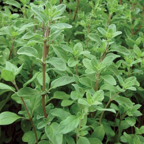 ‫بذور البردقوش - الوزاب - ‬الدوش ( origanum vulgar...