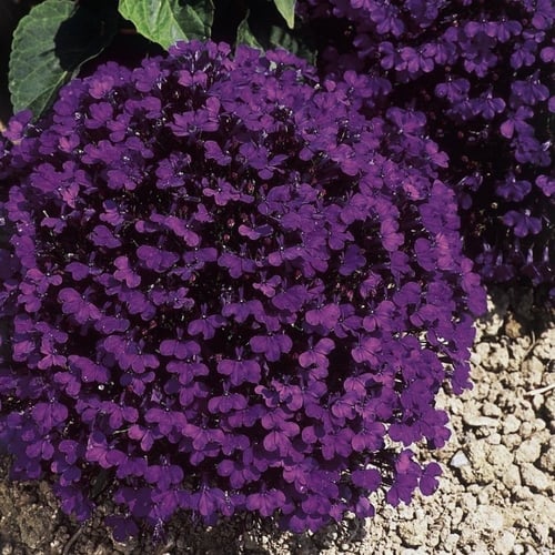 بذور زهرة لوبيليا ( Lobelia erinus )