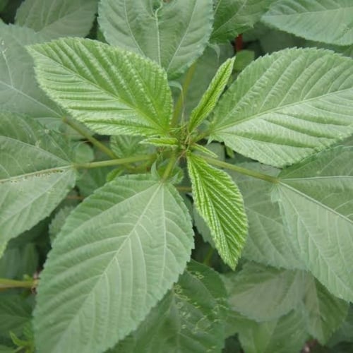 بذور نبات الملوخية ( Corchorus olitorius )