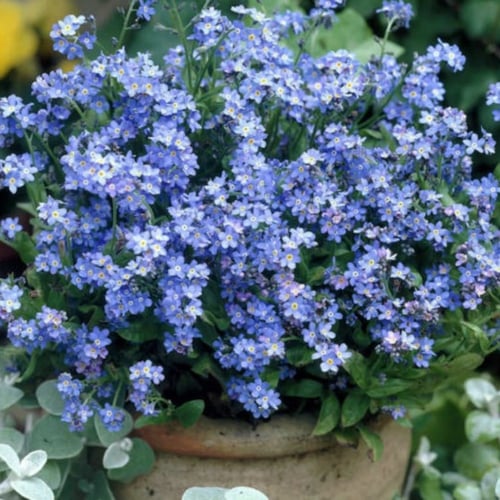 بذور زهرة اذن الفار ( Myosotis alpestris )