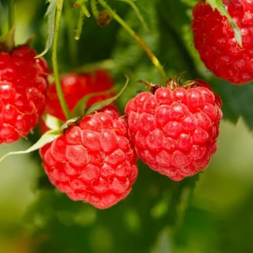 بذور شجيرة توت العليق الأحمر ( Rubus idaeus )