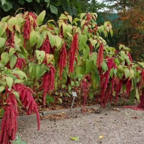 بذور الزهرة المخملية ( Amaranthus caudatus )