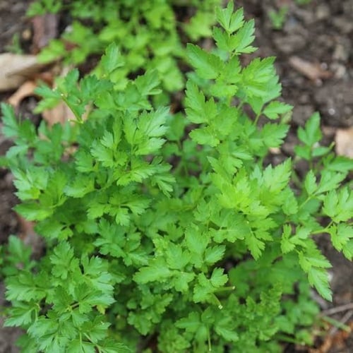 بذور نبات البقدونس ( Petroselinum crispum )