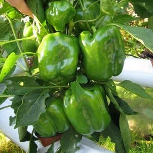 بذور فلفل رومي أخضر كروي ( Capsicum annuum )