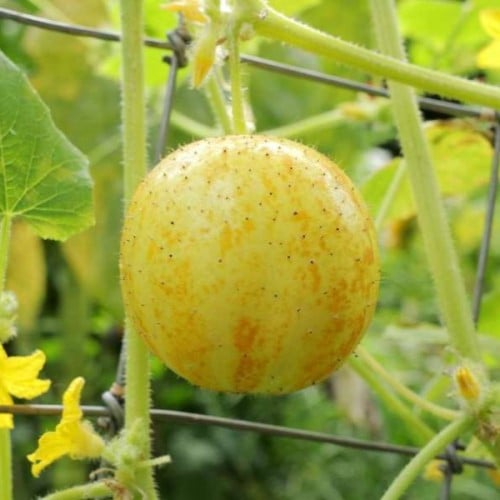 بذور الخيار الليموني ( Cucumis sativus )