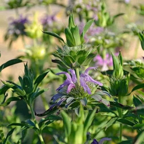 بذور النعناع الليموني ( Monarda citriodora )