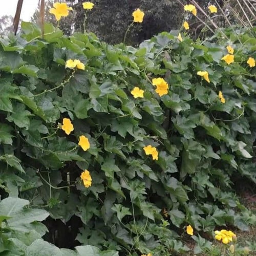 بذور متسلقة الليف - اللوف ( Luffa )
