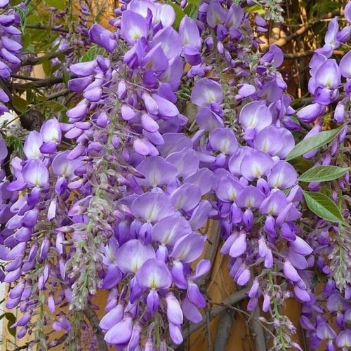 بذور شجرة ويستيريا البنفسجية ( Wisteria sinensis )