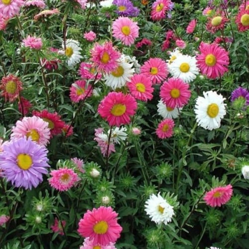 بذور زهور الاستر ( Callistephus chinensis )