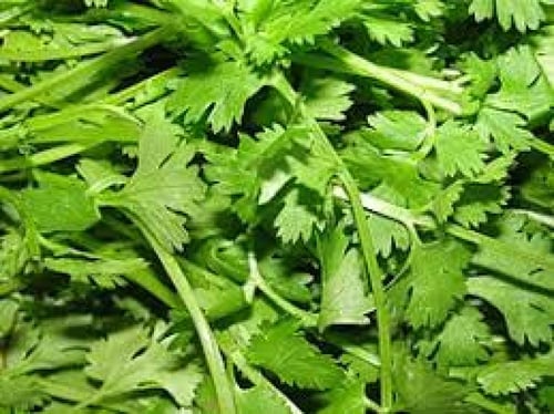 بذور نبات الكزبرة ( Coriandrum sativum )