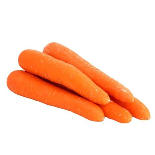 بذور نبات الجزر ( Daucus )