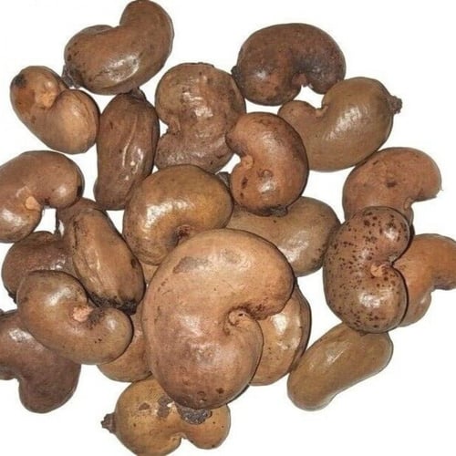 بذور شجرة الكاجو ( Anacardium occidentale )