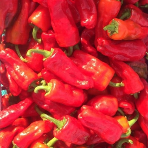 بذور الفلفل الشقراء