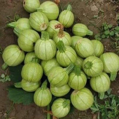 بذور الكوسة الكروية - الهدد ( Cucurbita pepo )