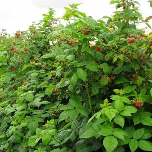 بذور شجيرة توت العليق الأحمر ( Rubus idaeus )