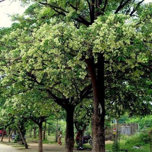 بذور شجرة المليون زهرة - الستونيا ( Alstonia schol...