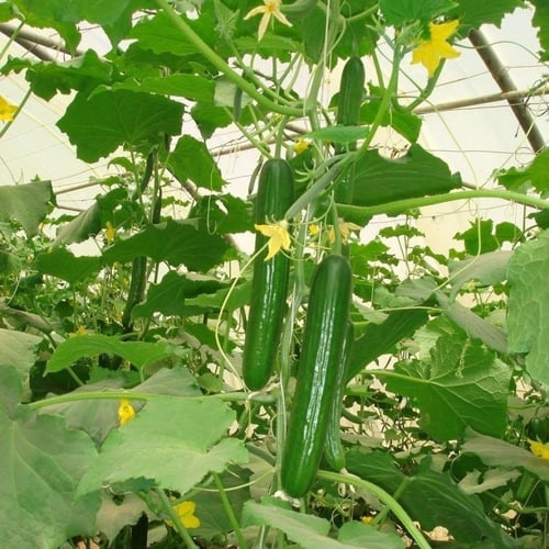 بذور نبات الخيار ( Cucumis sativus )