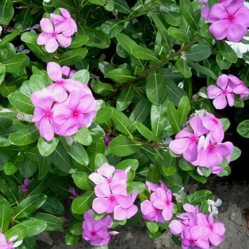 بذور البفتة الوردية - البلدي ( Catharanthus roseus...