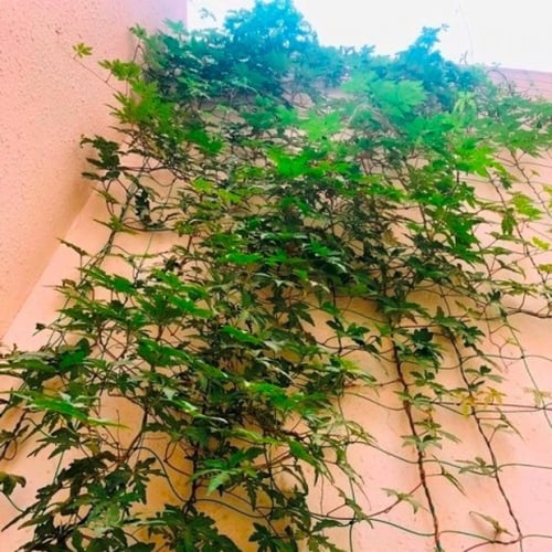 بذور متسلقة ست الحسن البيضاء ( Ipomoea cairica )