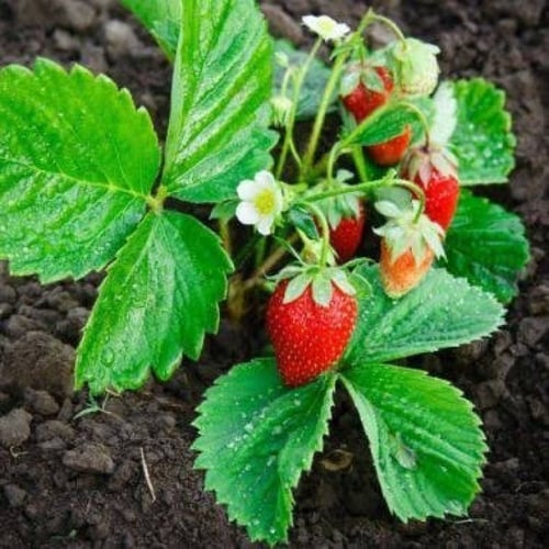 بذور الفراولة ( Fragaria x ananassa )