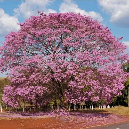 بذور شجرة التابوبيا الوردية ( Tabebuia rosea )