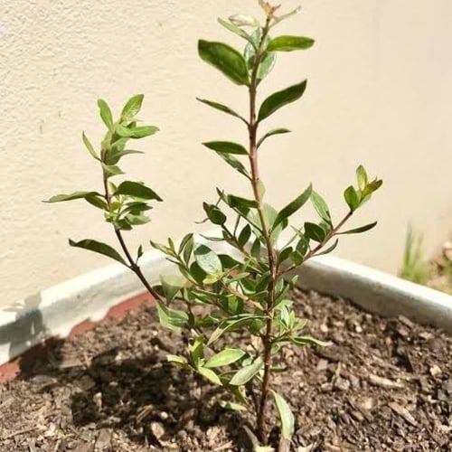 بذور شجرة الحناء البلدي (Lawsonia Inermis)