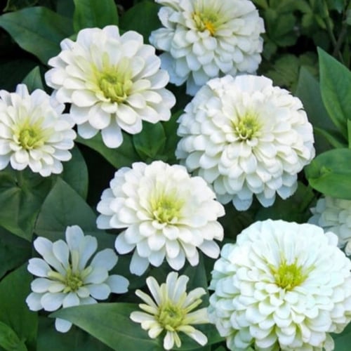بذور زهرة الزينيا البيضاء ( Zinnia elegans )