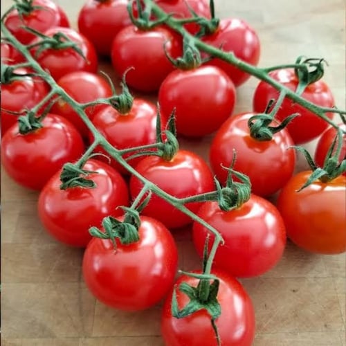 بذور طماطم كرزي - شيري أحمر ( Solanum lycopersicum...