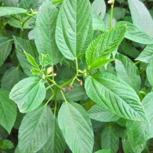 بذور نبات الملوخية ( Corchorus olitorius )