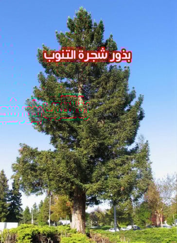 بذور شجرة التنوب