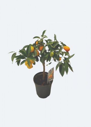 كمكوات ( البرتقال الياباني ) ارتفاع 40-50سم