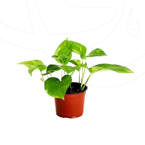بوتس مداد صغير