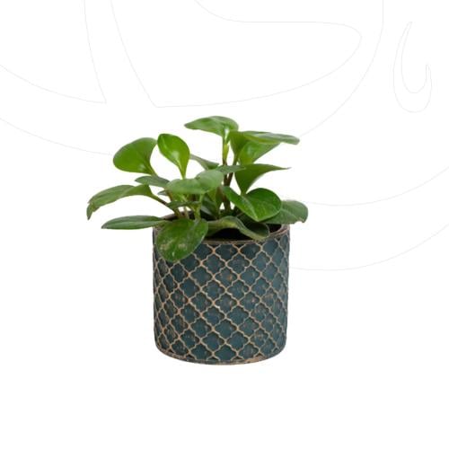 ببروميا مجهز بمركن اسمنتي