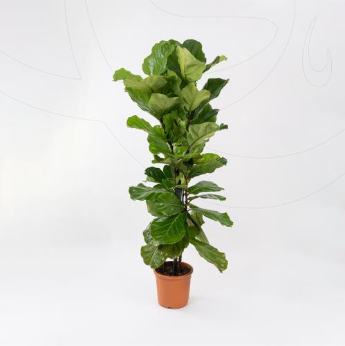 فيكس ليراتا - بإرتفاع 150 سم